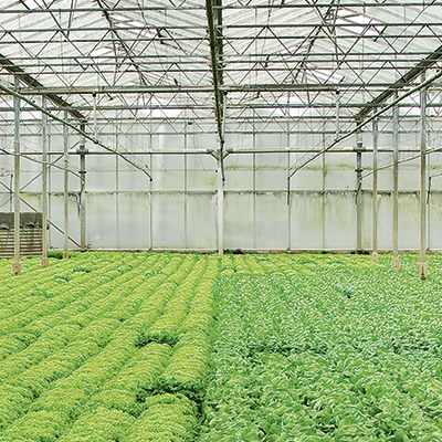 Szklarnie, tunele foliowe, szkółki leśne