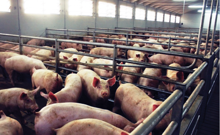 AQUAPIGGY 15 - obrazek 2